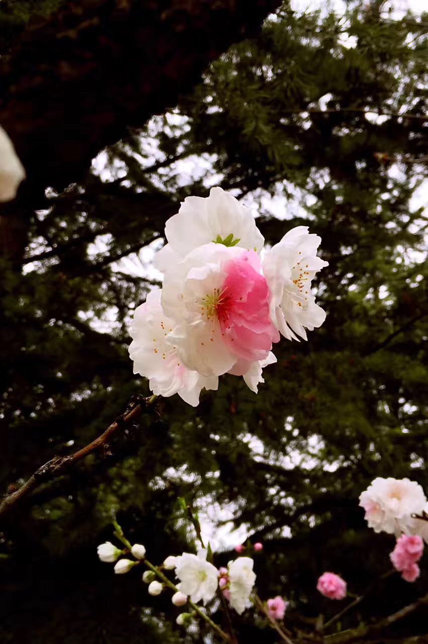 《妖娆》-刘瓯子